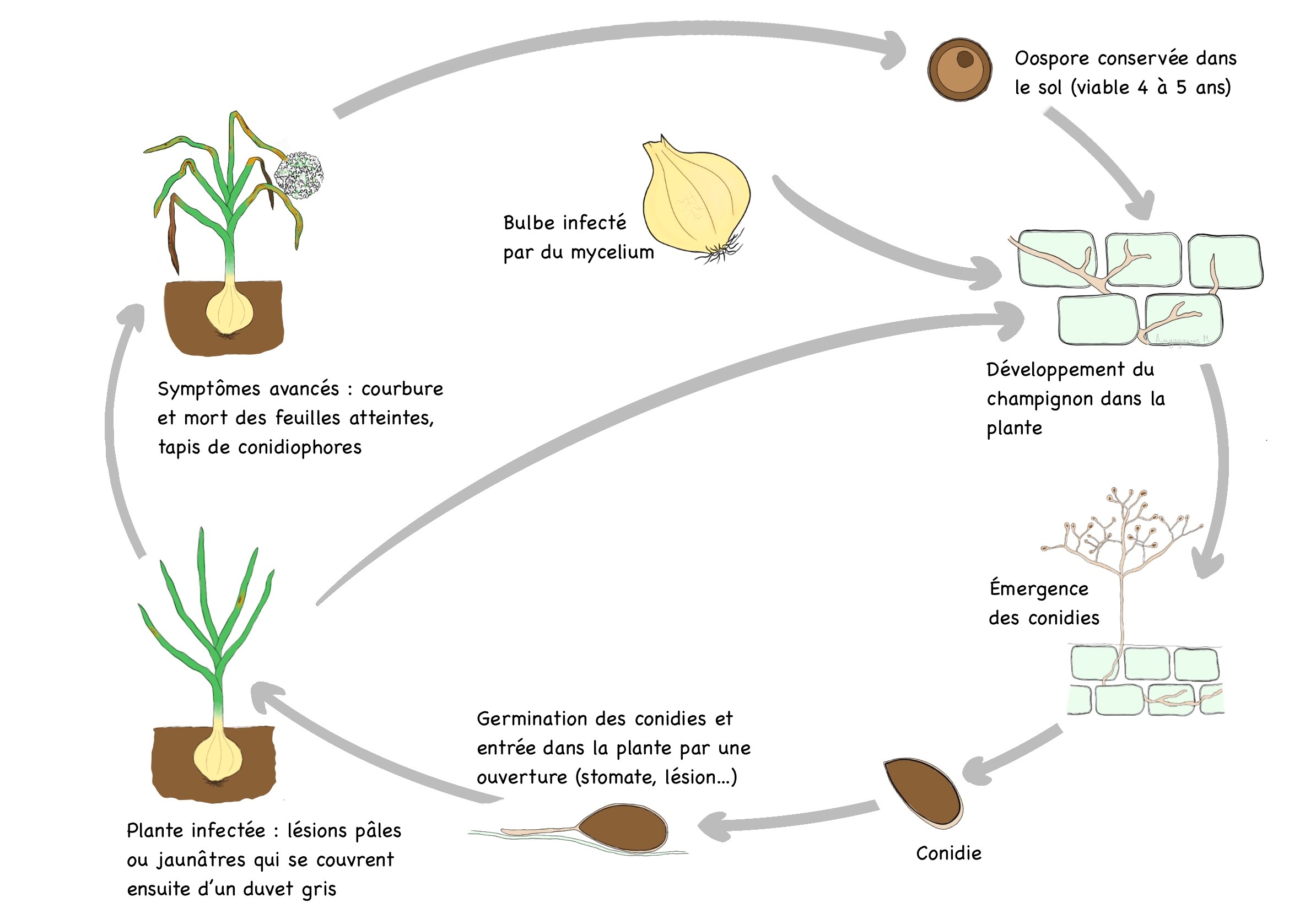 Cycle biologique du mildiou sur oignon